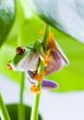 Red eyed tree frog