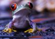 Red frog