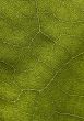 Leaf background