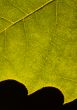 Leaf background