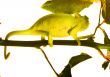 Chameleon