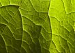 Green leaf