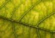 Leaf background