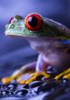 Red eyed tree frog