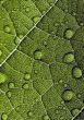 Leaf background