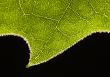Leaf background