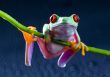 Red eyed tree frog