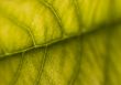 Leaf background