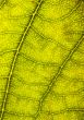 Leaf background