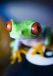 Red eyed tree frog