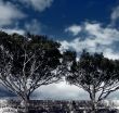 Twin Trees