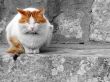 Sleeping Cat