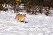Walking on the snow
