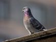 The pigeon on a roof