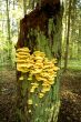 Yellow Mushrooms on an old stub