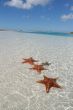 Sea star on the paradise beach
