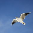 seagull