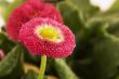 bellis perennis