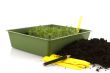 sowing seeds