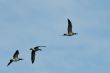 Gooses