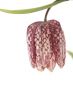 Guinea hen flower