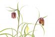 Fritillaria