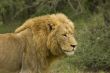 male lion