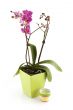 tropical orchid