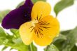 viola