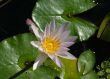 water lily