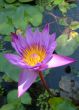 water lily