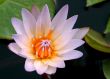 water lily