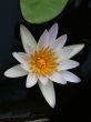 water lily