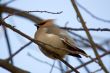 waxwing close up