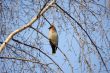 waxwing sitting in a crone