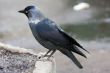 Portrait of a jackdaw