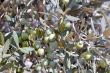 Olives on a tree