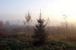 Foggy autumn morning in a village