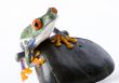 Red eyed tree frog