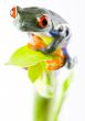 Red eyed tree frog