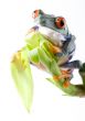 Red eyed tree frog