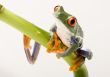 Red eyed tree frog