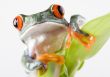 Red eyed tree frog