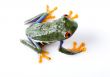 Red eyed tree frog