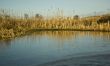 Frozen bog