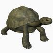 Galapagos Tortoise