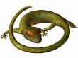 Gecko 3D