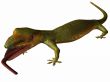 Gecko 3D