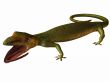 Gecko 3D