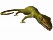 Gecko 3D